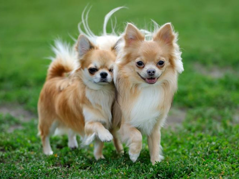 خصوصیات نژاد سگ شی هوا هوا