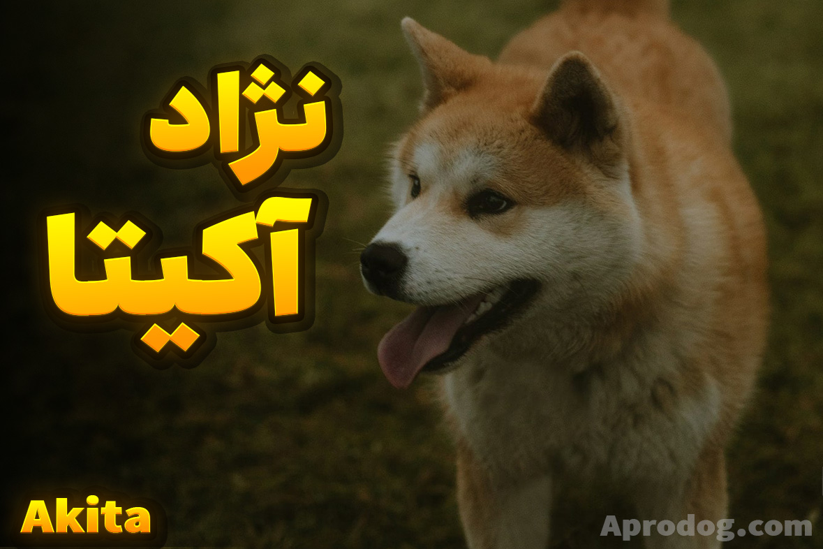 سگ آکیتا | نژادی با اصالت ژاپنی