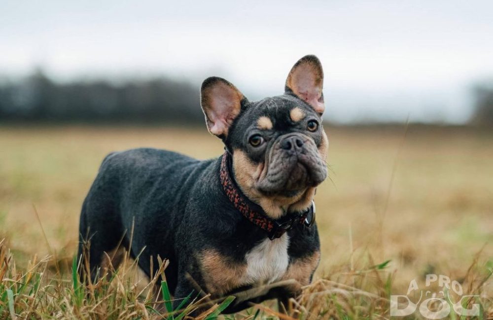 تصاویر سگ نژاد فرنچ بولداگ