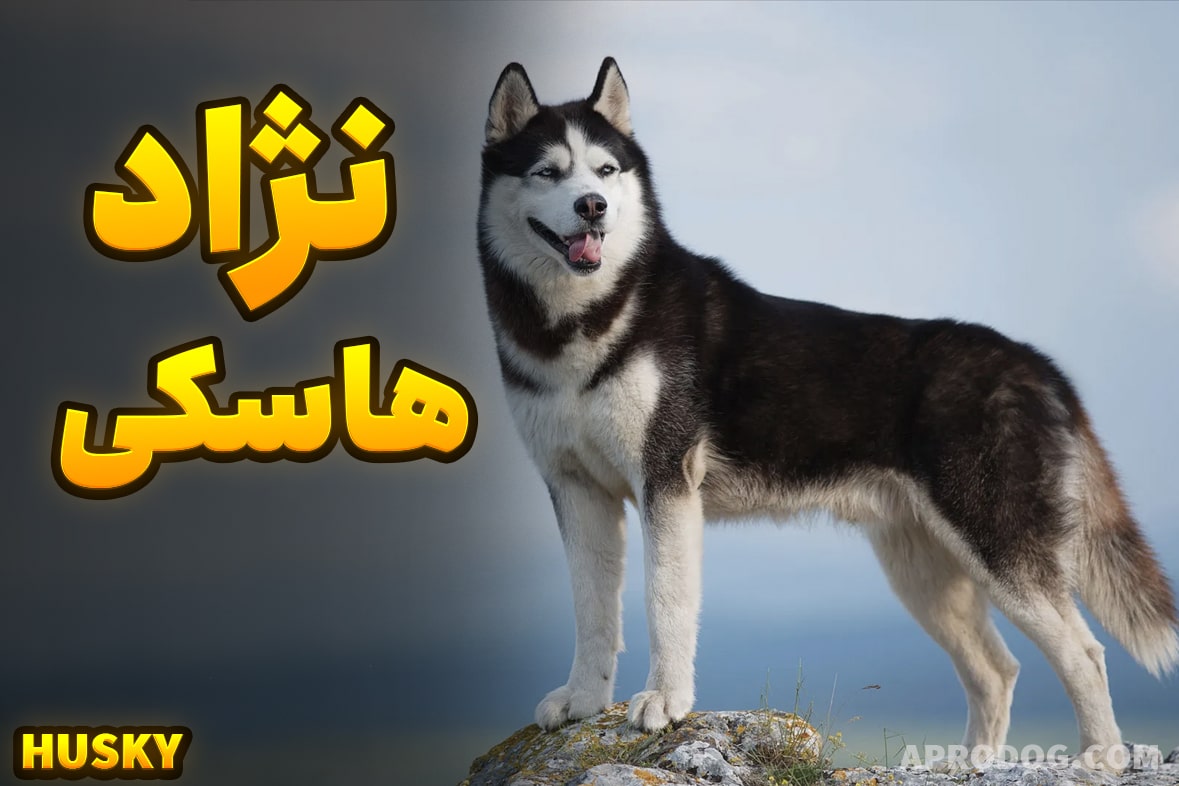 همه چیز درباره نژاد سگ هاسکی