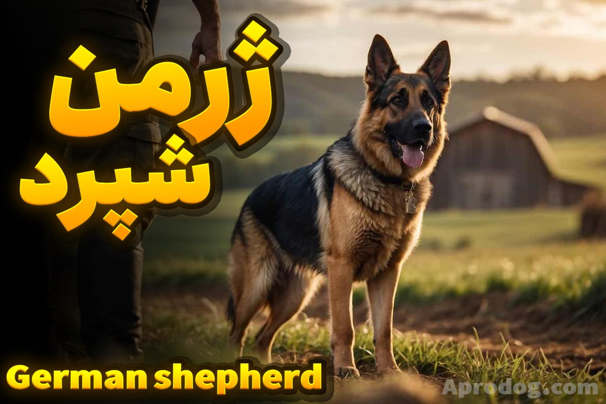 نژاد سگ ژرمن شپرد