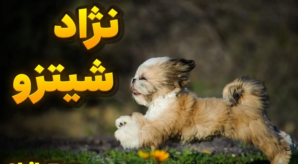 نژاد سگ شیتزو