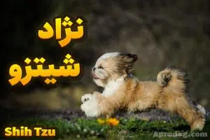 نژاد سگ شیتزو