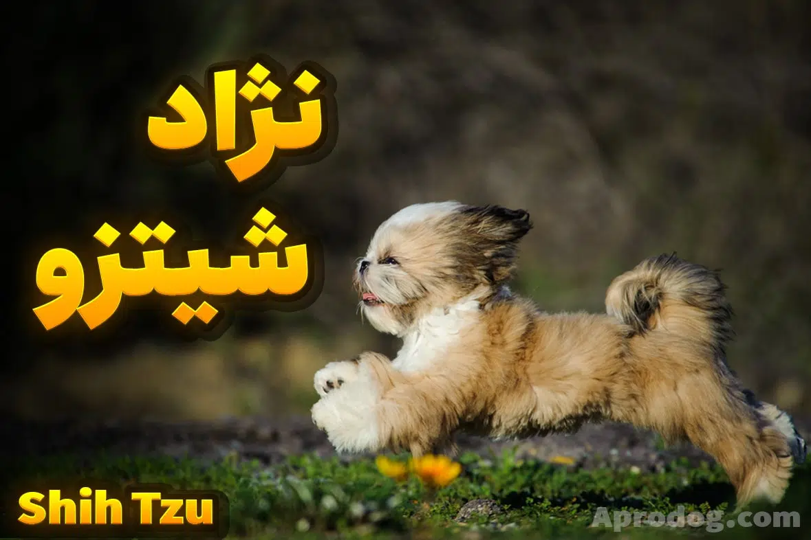 نژاد سگ شیتزو