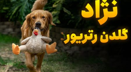 نژاد سگ گلدن رتریور